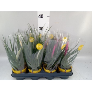 Tillandsia  ...mix