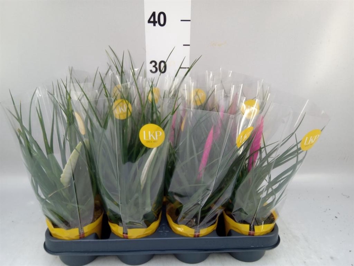 <h4>Tillandsia  ...mix</h4>