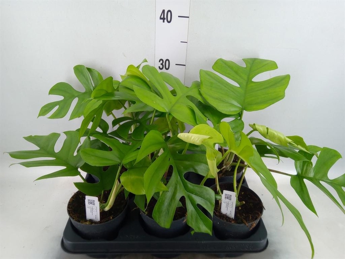 <h4>Monstera delic. 'Little Sister'</h4>
