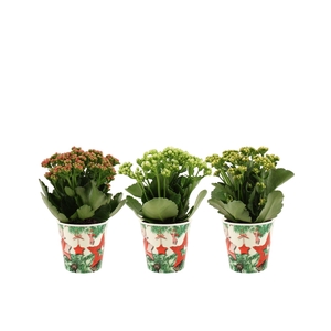 Kalanchoë 12 cm 2 color mix in Christmas smartcup