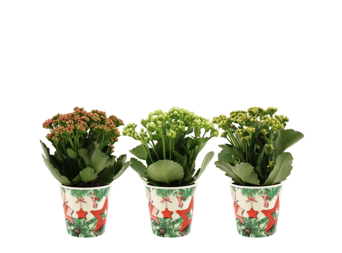 <h4>Kalanchoë 12 cm 2 color mix in Christmas smartcup</h4>