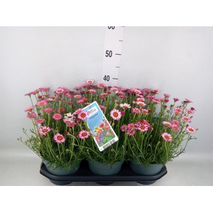 Vaste pltn   ...       [Perennials]