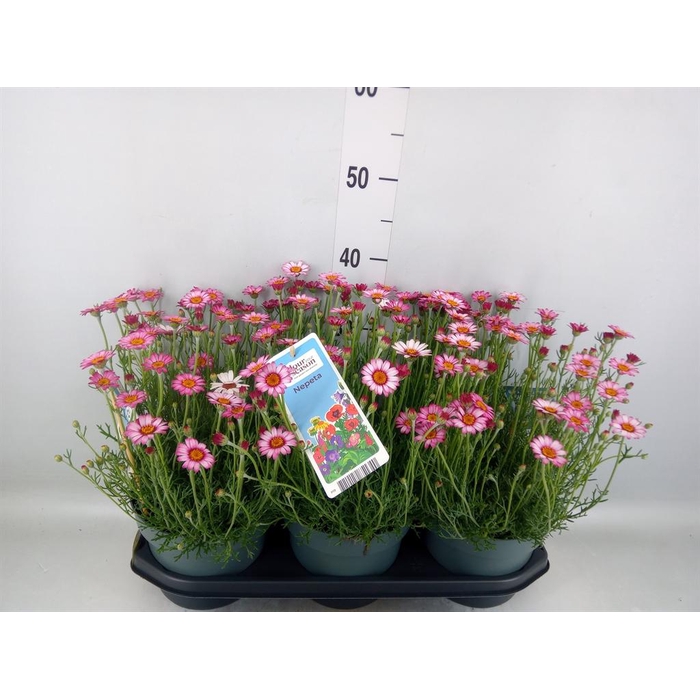 <h4>Vaste pltn   ...       [Perennials]</h4>