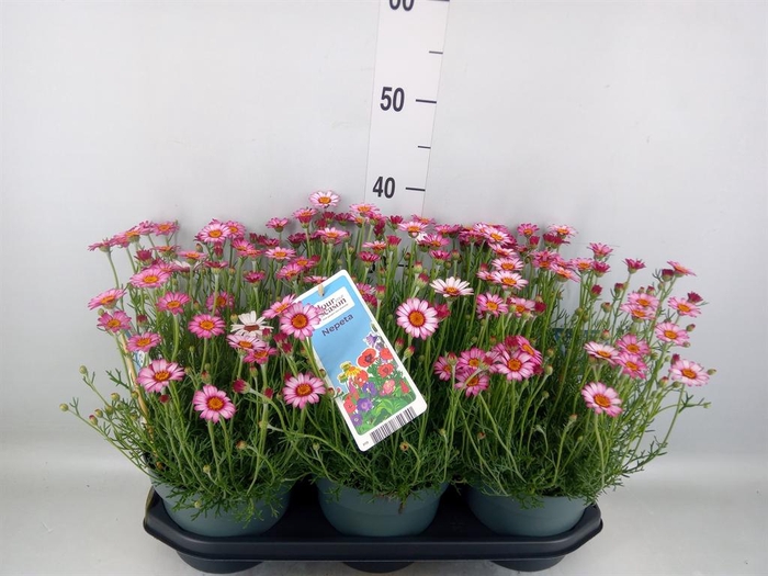 Vaste pltn   ...       [Perennials]