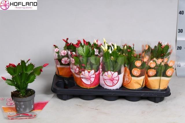 <h4>SCHLUMB GEM 3 KL</h4>