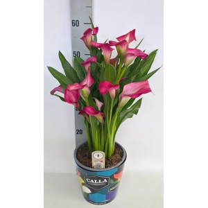 Zantedeschia 19cm potcover Blauw - Roze