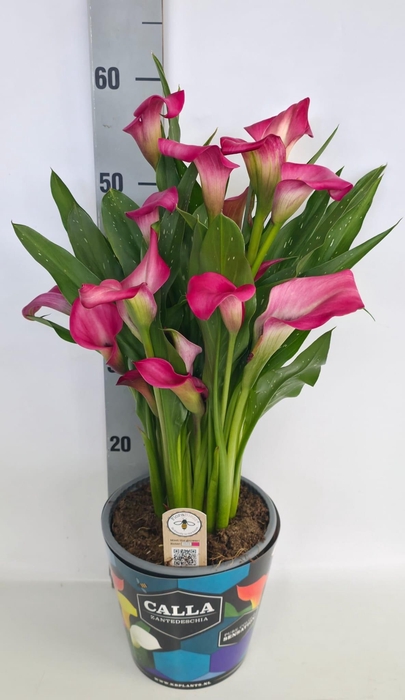 <h4>Zantedeschia 19cm potcover Blauw - Roze</h4>