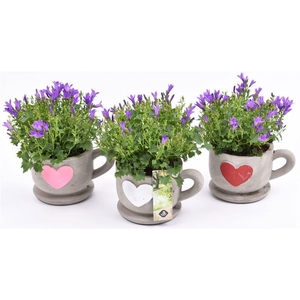 Cement kop/schotel met hart 13cm