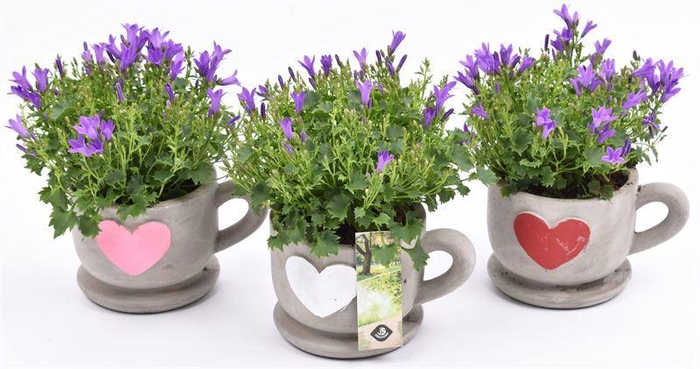 <h4>Cement kop/schotel met hart 13cm</h4>