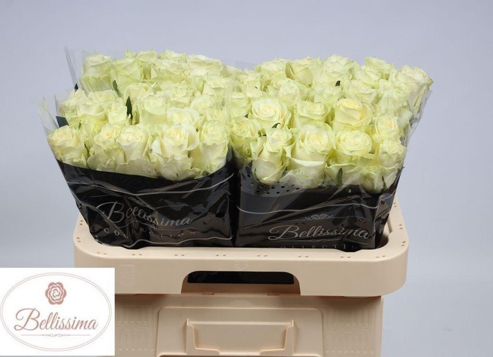 <h4>Rosa large mia</h4>