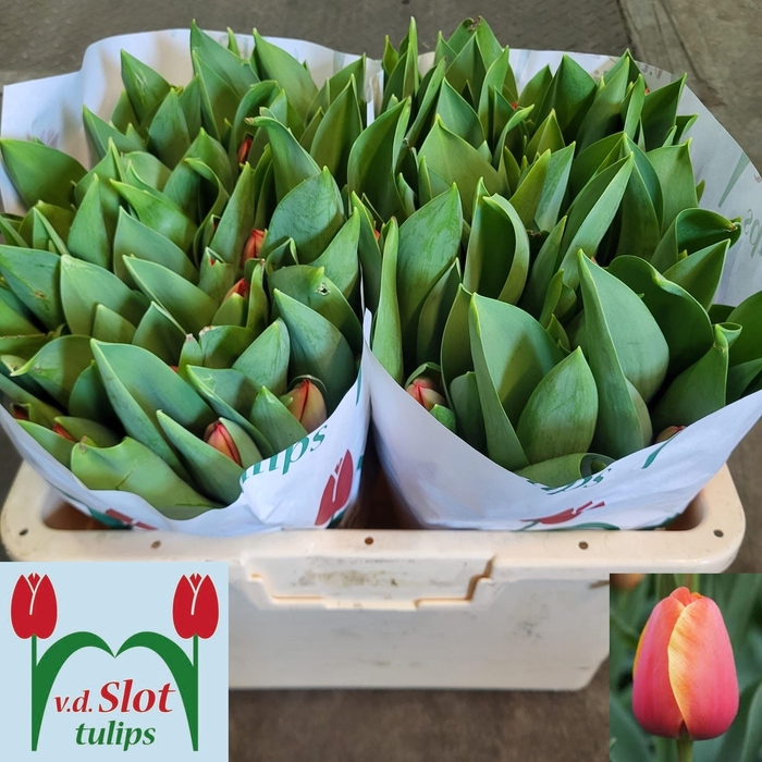 <h4>TU EN AD REM</h4>