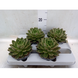 Echeveria   ...not flowering