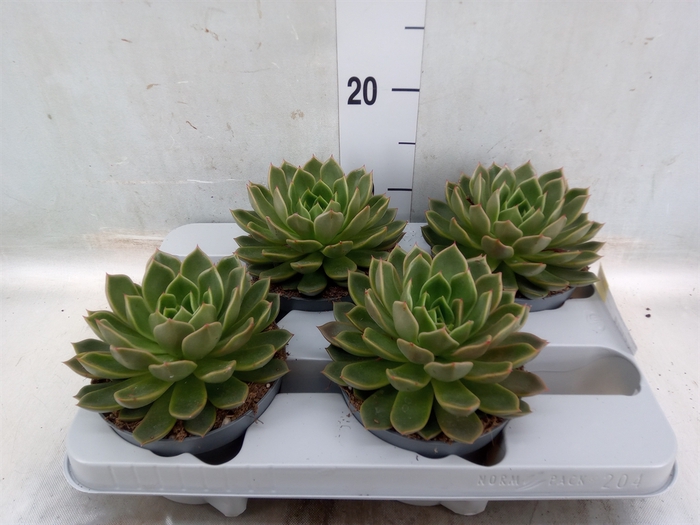 <h4>Echeveria   ...not flowering</h4>