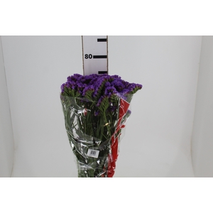 STATICE SINZII LAVENDERISH 080 CM
