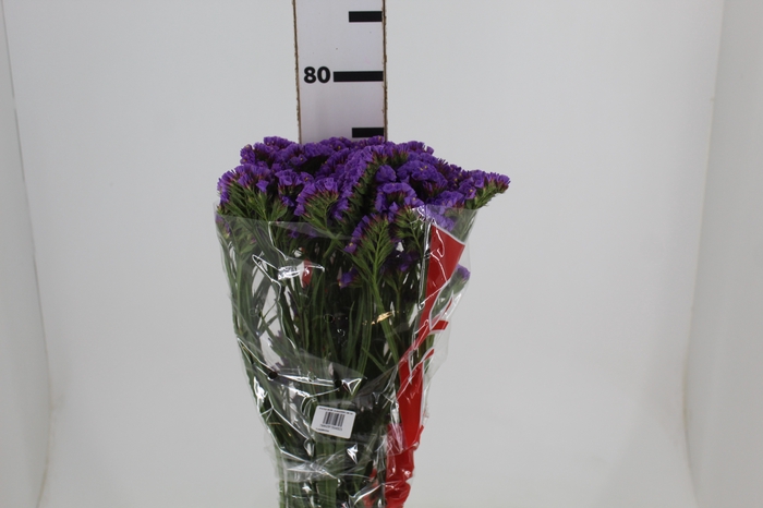 STATICE SINZII LAVENDERISH 080 CM