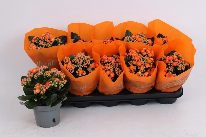 <h4>KAL GE BRIDGET</h4>