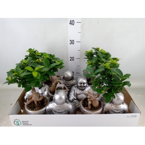 Ficus microcarpa 'Ginseng'