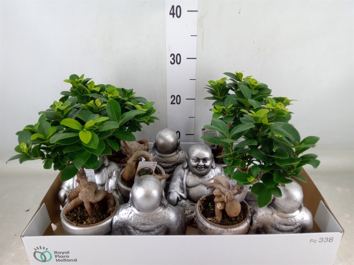 <h4>Ficus microcarpa 'Ginseng'</h4>