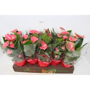 ANTHURIUM SWEET DREAM P12