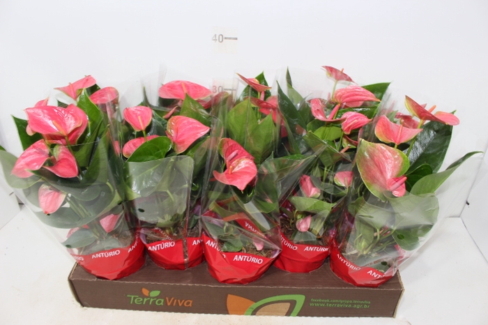 ANTHURIUM SWEET DREAM P12