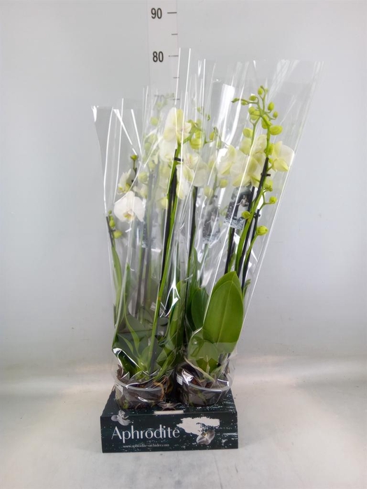 Phalaenopsis   ...white