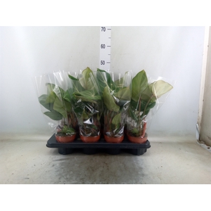 Philodendron gloriosum