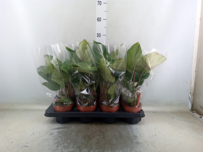 <h4>Philodendron gloriosum</h4>