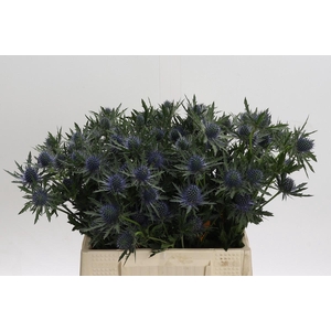 Eryngium Aquarius Questar