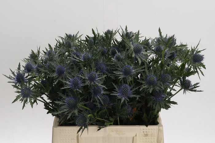 <h4>Eryngium Aquarius Questar</h4>