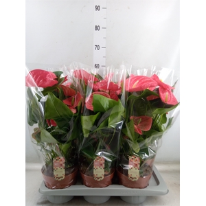 Anthurium andr. 'California'