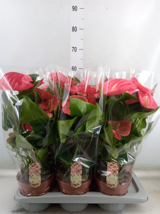 <h4>Anthurium andr. 'California'</h4>