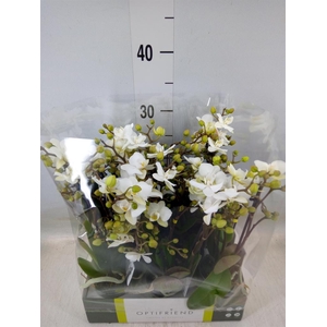 Phalaenopsis multi.   ...white