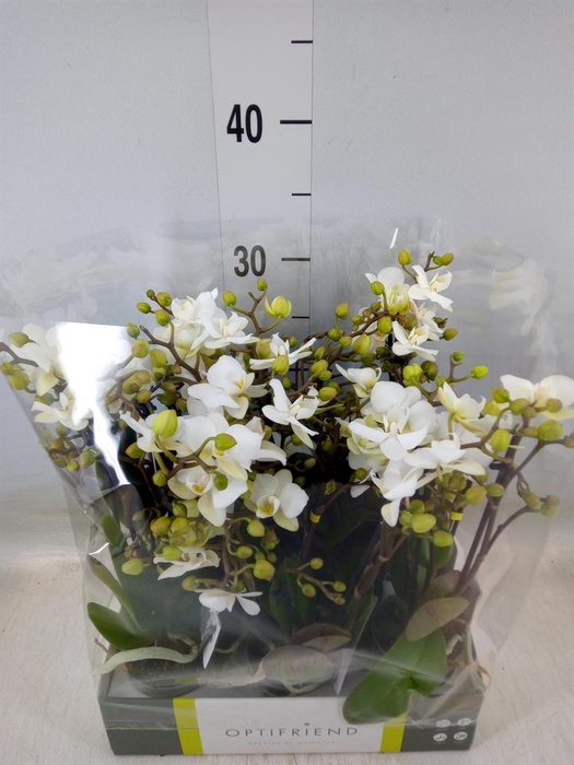 <h4>Phalaenopsis multi.   ...white</h4>
