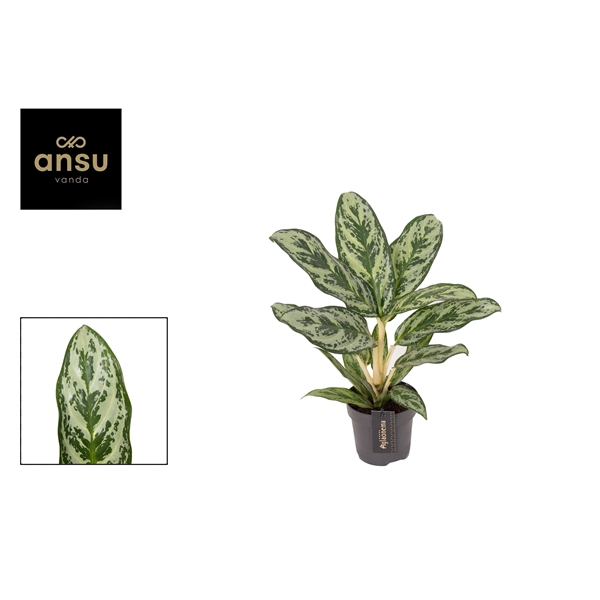 <h4>Aglaonema Laurel Green</h4>