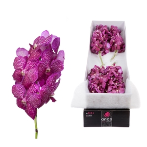 Vanda Magenta Glitter x10