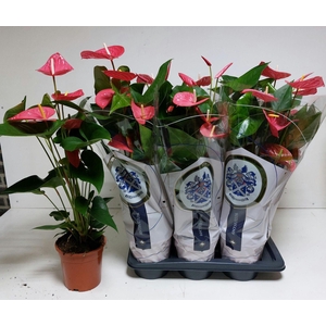 ANTHU AN MAINE 75 cm 5 Bloem