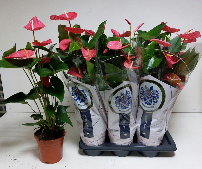 <h4>ANTHU AN MAINE 70 cm 7 Bloem</h4>