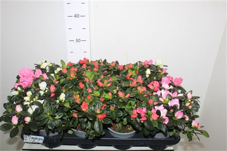 <h4>Rhodo Si Carnaval Mix In Pot</h4>