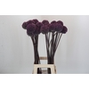 Allium Summer Drummer