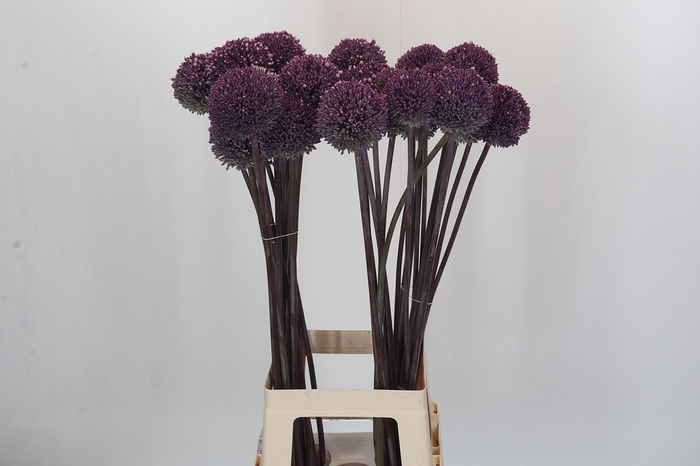 <h4>Allium Summer Drummer</h4>