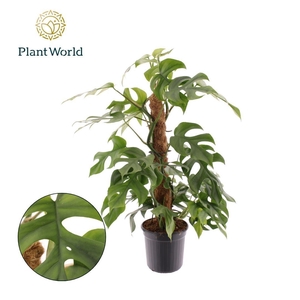 Monstera