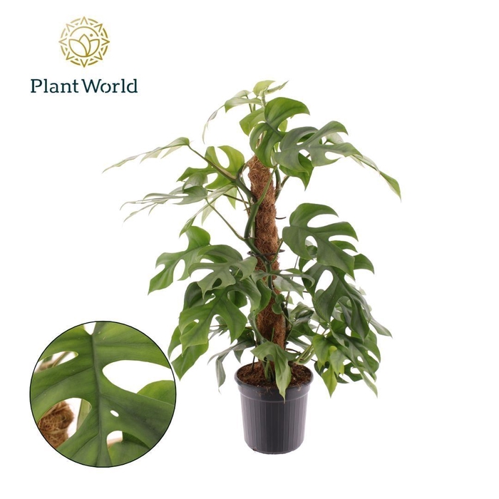 <h4>Monstera</h4>