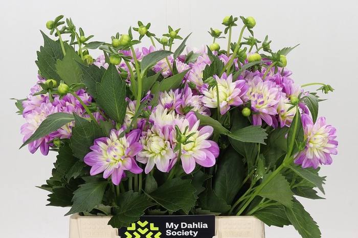 <h4>Dahlia Purple Onesta</h4>