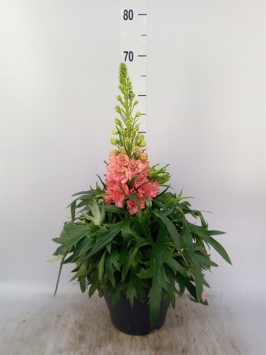 <h4>Delphinium 'Red Lark'</h4>