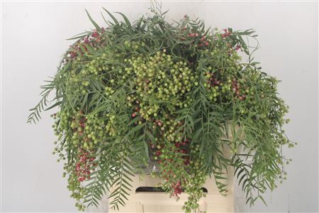 <h4>Pepperberry Fresh Red Per Bunch</h4>