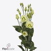Lisianthus do rosita green