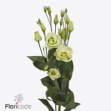 Lisianthus do rosita green