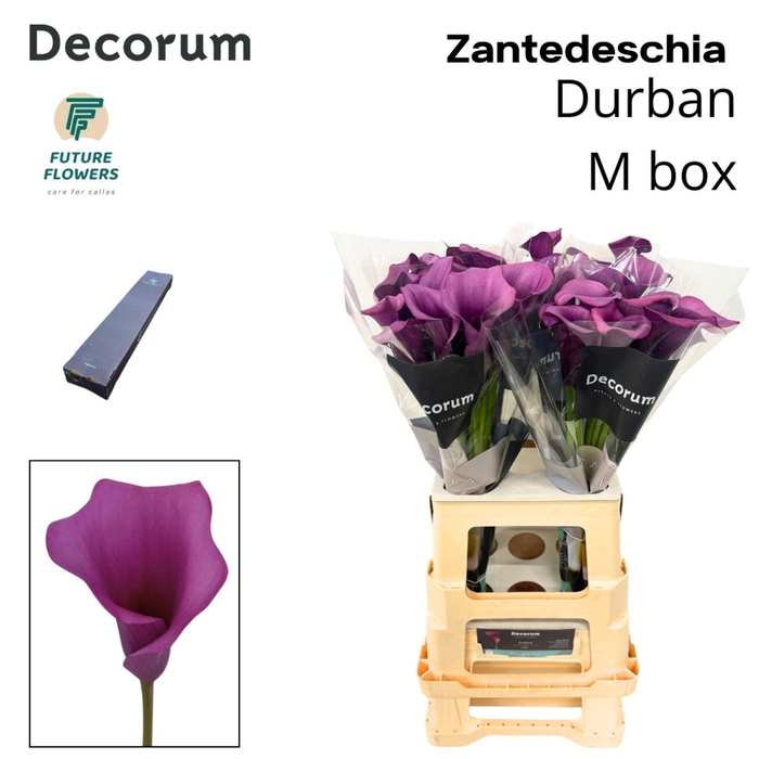 <h4>Zantedeschia  'Durban'</h4>