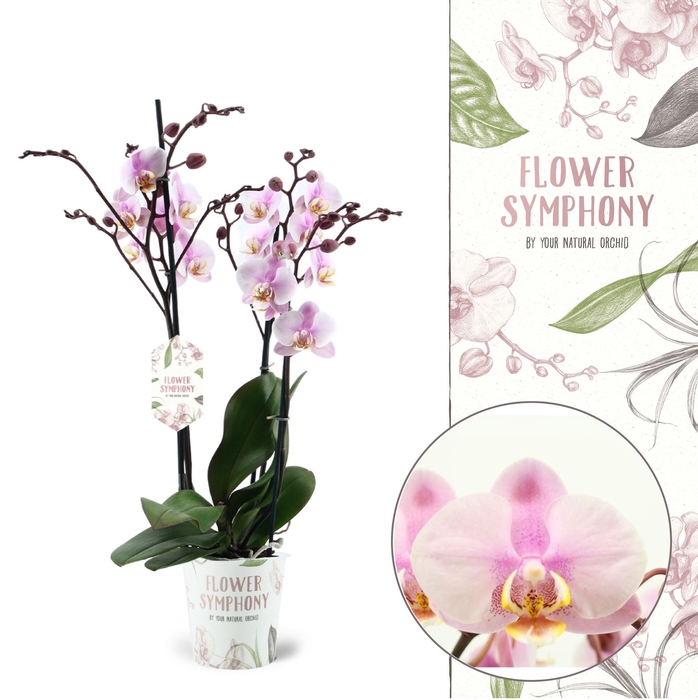 <h4>Flower Symphony | Roskilde | Phalaenopsis 4 spike</h4>