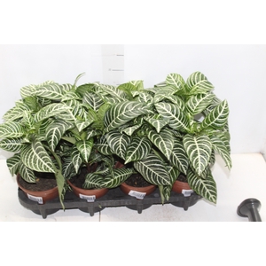 APHELANDRA COM FLOR P15 COM FLOR